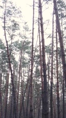 Çam ormanındaki ağaçların dikey videosu, yavaş çekim.