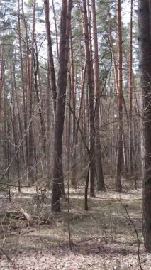 Çam ormanındaki ağaçların dikey videosu, yavaş çekim.