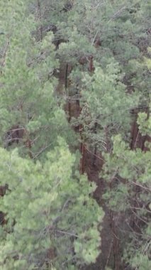 Çam ormanındaki ağaçların dikey videosu, yavaş çekim.