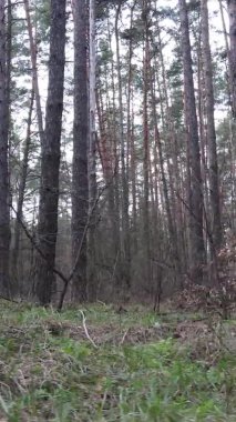 Çam ormanındaki ağaçların dikey videosu, yavaş çekim.