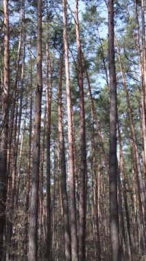 Çam ormanındaki ağaçların dikey videosu, yavaş çekim.