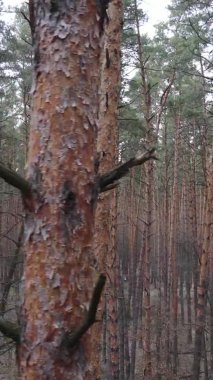 Çam ormanındaki ağaçların dikey videosu, yavaş çekim.