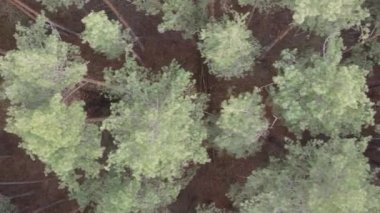 Çam ormanındaki ağaçların dikey videosu, yavaş çekim.