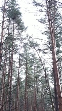Çam ormanındaki ağaçların dikey videosu, yavaş çekim.