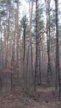 Çam ormanındaki ağaçların dikey videosu, yavaş çekim.