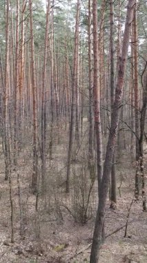 Çam ormanındaki ağaçların dikey videosu, yavaş çekim.