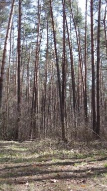 Çam ormanındaki ağaçların dikey videosu, yavaş çekim.