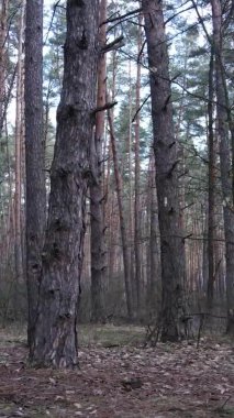 Çam ormanındaki ağaçların dikey videosu, yavaş çekim.