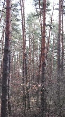 Çam ormanındaki ağaçların dikey videosu, yavaş çekim.