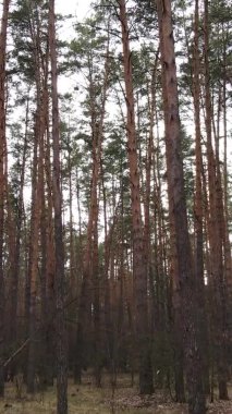 Çam ormanındaki ağaçların dikey videosu, yavaş çekim.