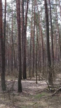 Çam ormanındaki ağaçların dikey videosu, yavaş çekim.