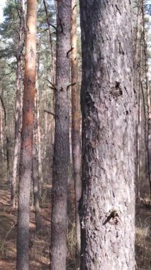 Çam ormanındaki ağaçların dikey videosu, yavaş çekim.