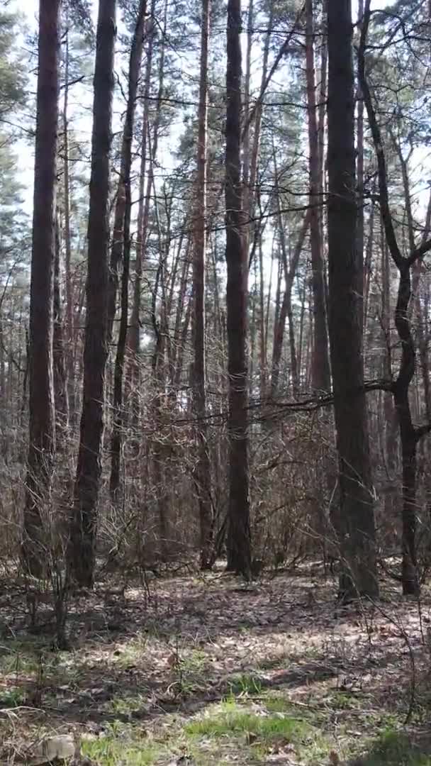 Vidéo verticale d'arbres dans une pinède, au ralenti