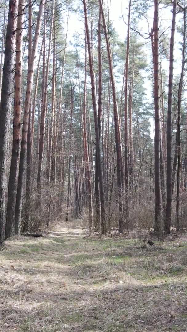 松林中树木的垂直录像，慢镜头 — 图库视频影像
