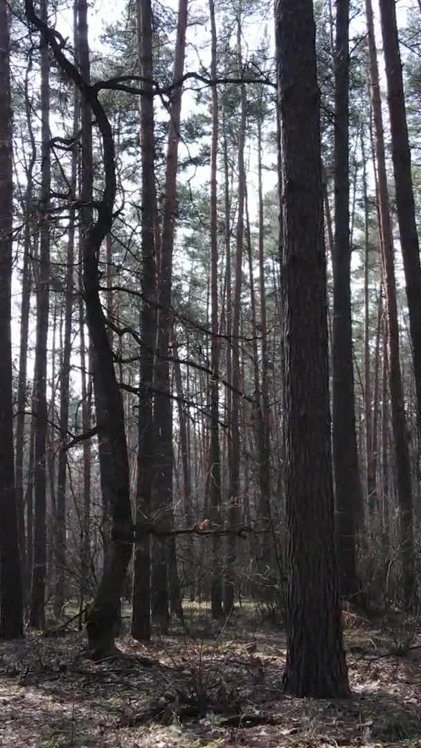 Vídeo vertical de árvores em uma floresta de pinheiros, câmera lenta — Vídeo de Stock