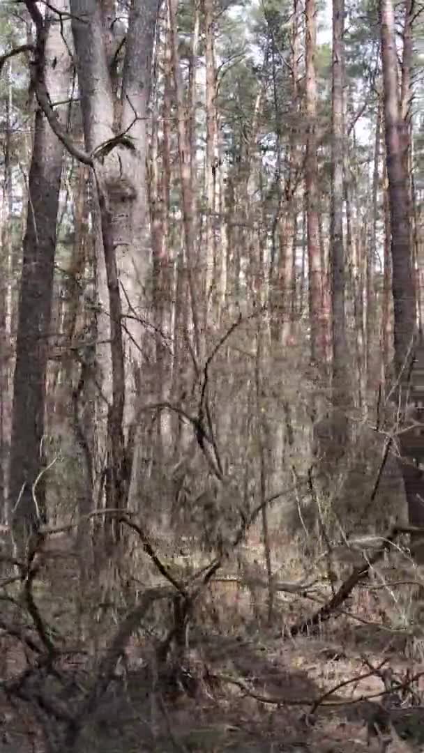 Függőleges videó fákról egy fenyőerdőben, lassított felvétel — Stock videók