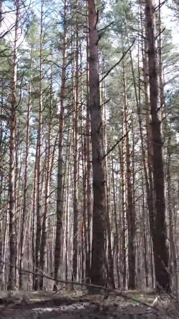 Vídeo vertical de árboles en un bosque de pinos, cámara lenta — Vídeos de Stock