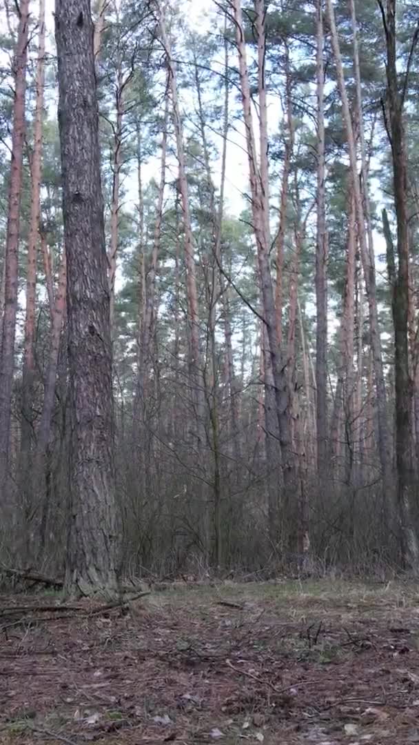 Vertikales Video von Bäumen in einem Kiefernwald, Zeitlupe — Stockvideo