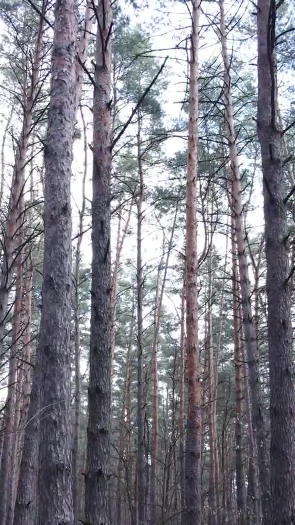 Вертикальне відео дерев у сосновому лісі, повільний рух — стокове відео