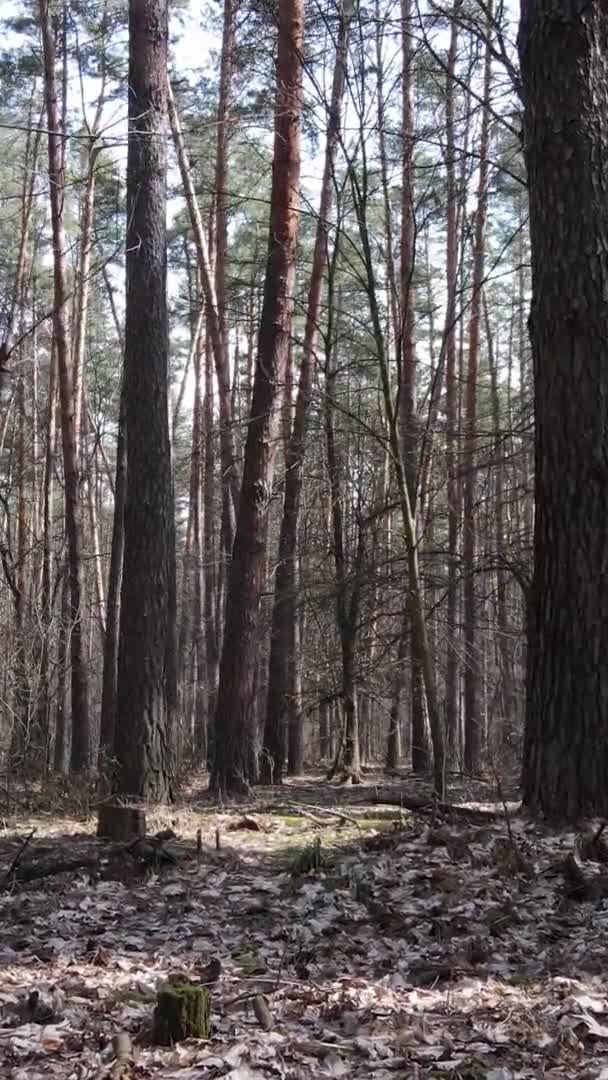Vidéo verticale d'arbres dans une pinède, au ralenti
