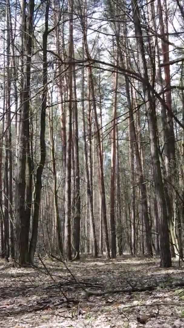 Vertikal video av träd i tallskog, slow motion — Stockvideo