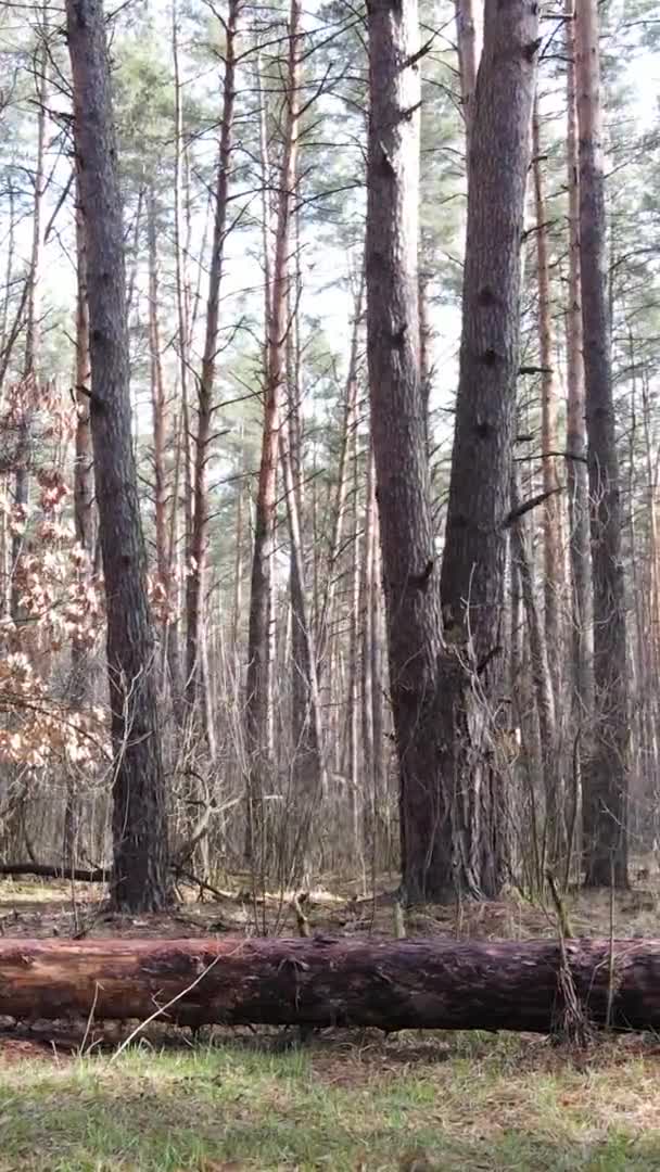 Verticale video van bomen in een dennenbos, slow motion — Stockvideo