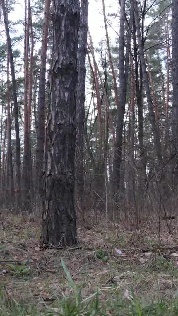 Vertikales Video von Bäumen in einem Kiefernwald, Zeitlupe — Stockvideo