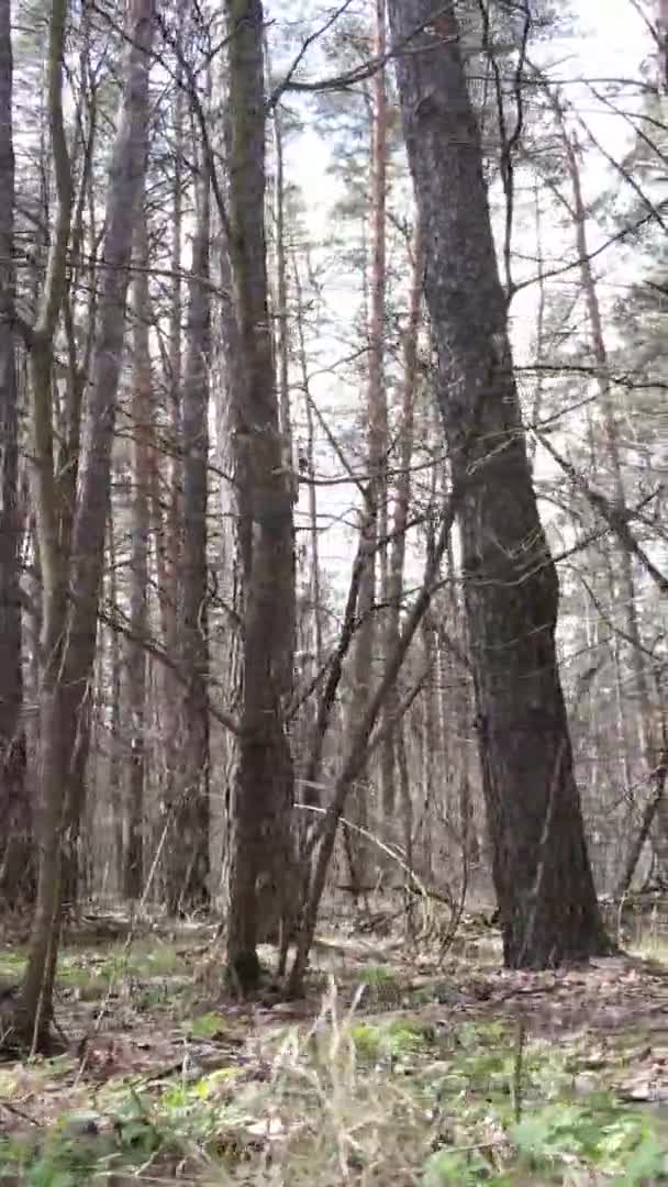 Vidéo verticale d'arbres dans une pinède, au ralenti
