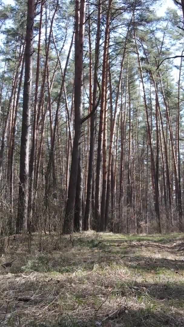 Vertical video of trees in a pine forest, slow motion — Stock Video