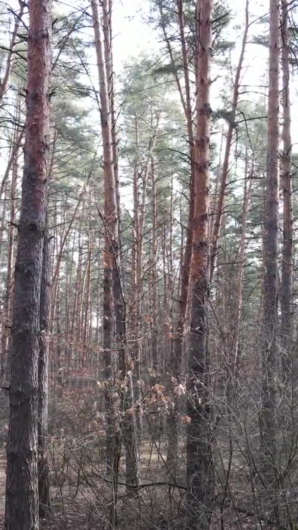Vidéo verticale d'arbres dans une pinède, au ralenti