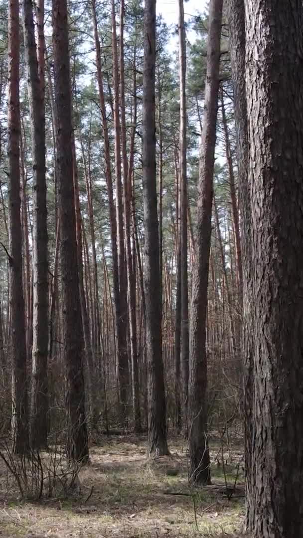 Vidéo verticale d'arbres dans une pinède, au ralenti