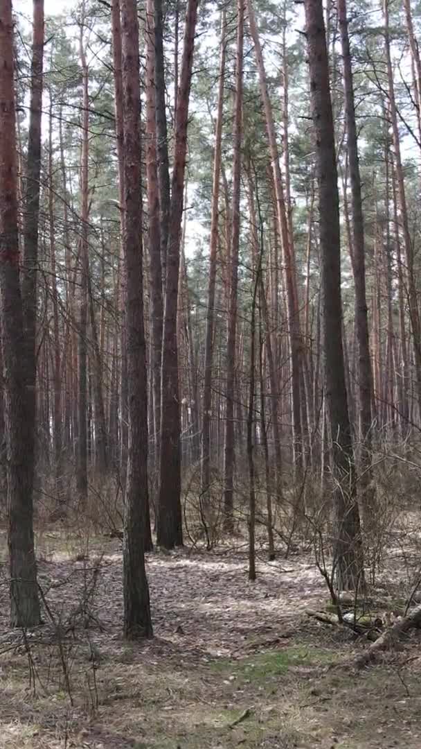 소나무 숲 속 의나무들의 수직 영상, 느린 동작 — 비디오