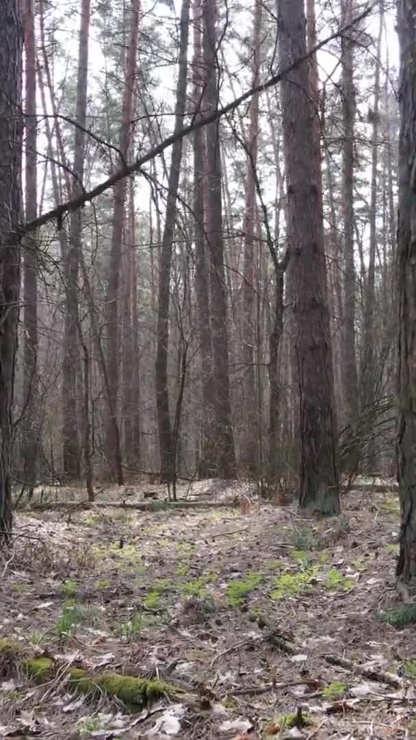 Vertikal video av träd i tallskog, slow motion — Stockvideo