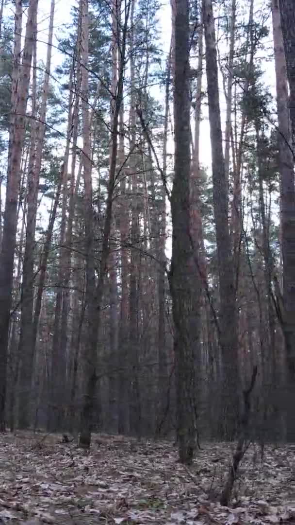Vídeo vertical de árboles en un bosque de pinos, cámara lenta — Vídeo de stock