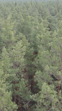 Çam ormanındaki ağaçların dikey videosu, yavaş çekim.