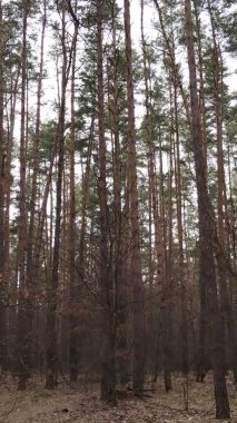 Çam ormanındaki ağaçların dikey videosu, yavaş çekim.