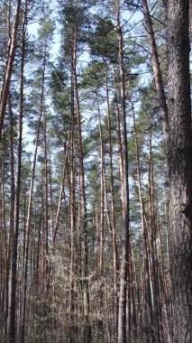 Çam ormanındaki ağaçların dikey videosu, yavaş çekim.