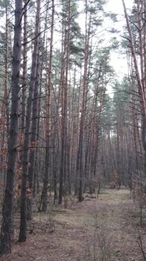 Çam ormanındaki ağaçların dikey videosu, yavaş çekim.