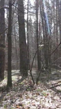 Çam ormanındaki ağaçların dikey videosu, yavaş çekim.