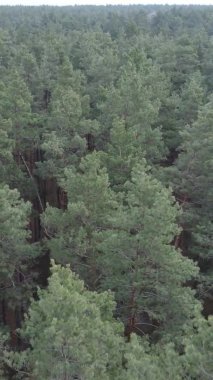 Çam ormanındaki ağaçların dikey videosu, yavaş çekim.
