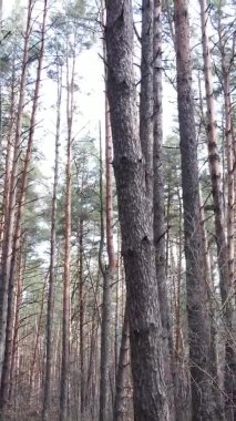 Çam ormanındaki ağaçların dikey videosu, yavaş çekim.