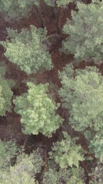 Çam ormanındaki ağaçların dikey videosu, yavaş çekim.