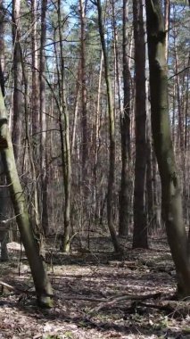 Çam ormanındaki ağaçların dikey videosu, yavaş çekim.