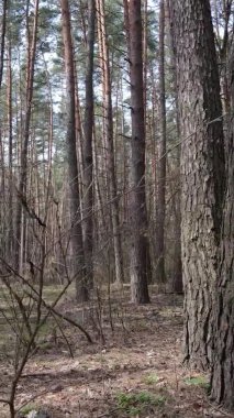 Çam ormanındaki ağaçların dikey videosu, yavaş çekim.