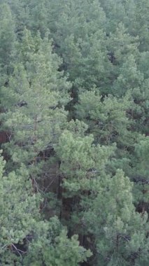 Çam ormanındaki ağaçların dikey videosu, yavaş çekim.