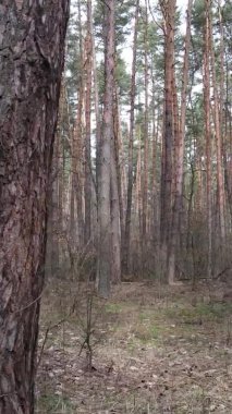 Çam ormanındaki ağaçların dikey videosu, yavaş çekim.