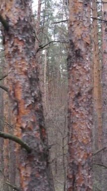 Çam ormanındaki ağaçların dikey videosu, yavaş çekim.