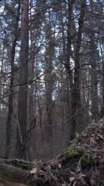 Çam ormanındaki ağaçların dikey videosu, yavaş çekim.