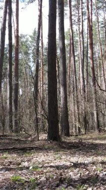 Çam ormanındaki ağaçların dikey videosu, yavaş çekim.