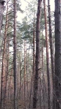Çam ormanındaki ağaçların dikey videosu, yavaş çekim.